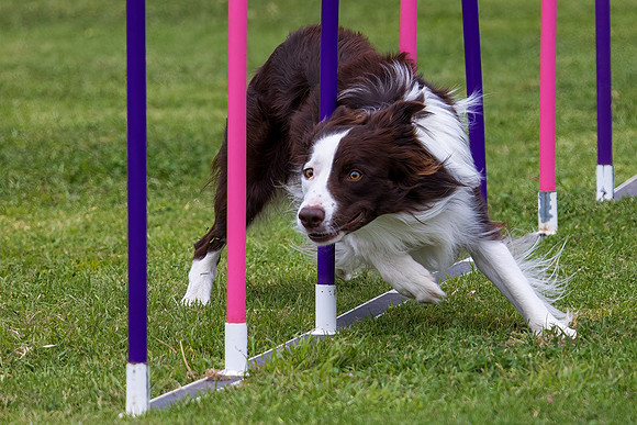 Agility Dog