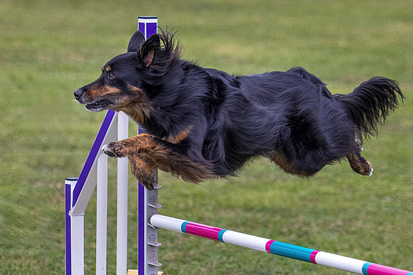 Agility Dog