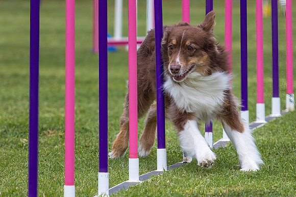 Agility Dog