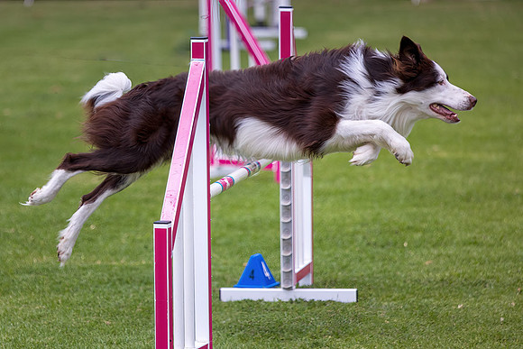 Agility Dog