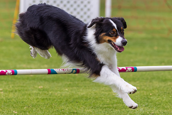 Agility Dog