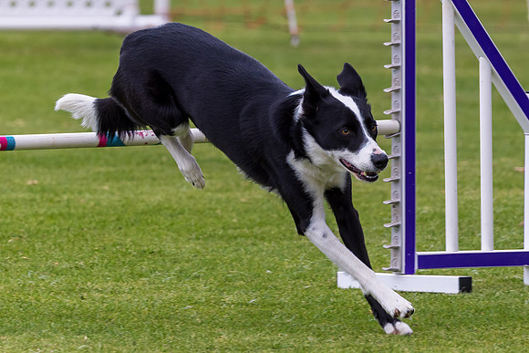 Agility Dog