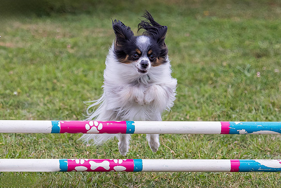 Agility Dog
