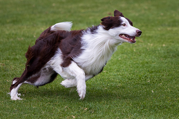 Agility Dog