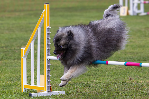 Agility Dog