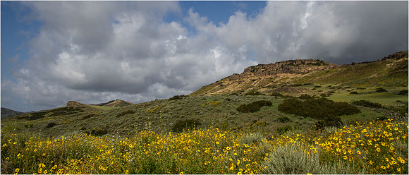 wildwood flowers
