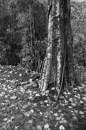 "The Forest"