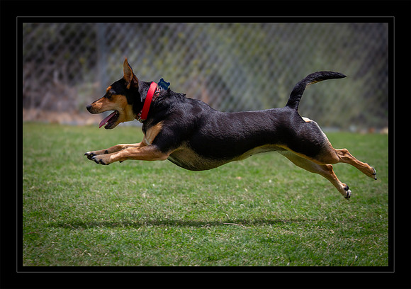 Fun at the Dog Park