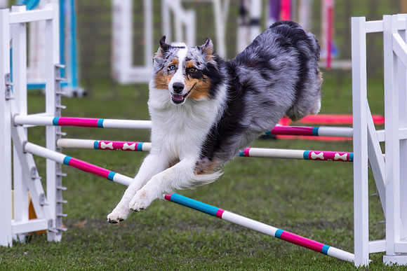 Agility Dog