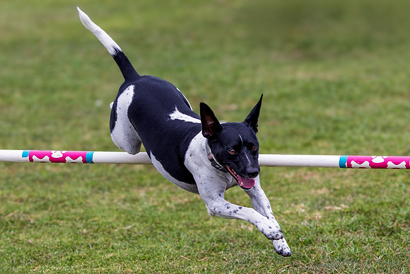Agility Dog