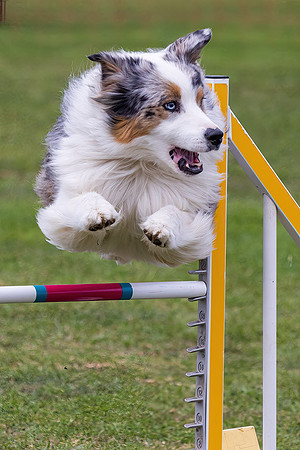 Agility Dog