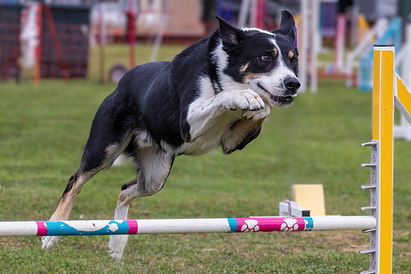 Agility Dog