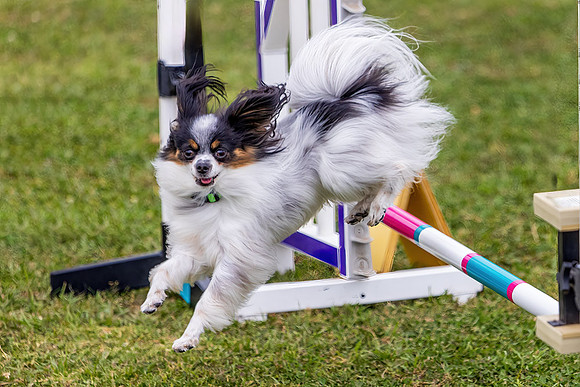Agility Dog