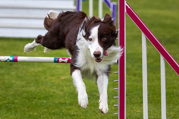 Agility Dog