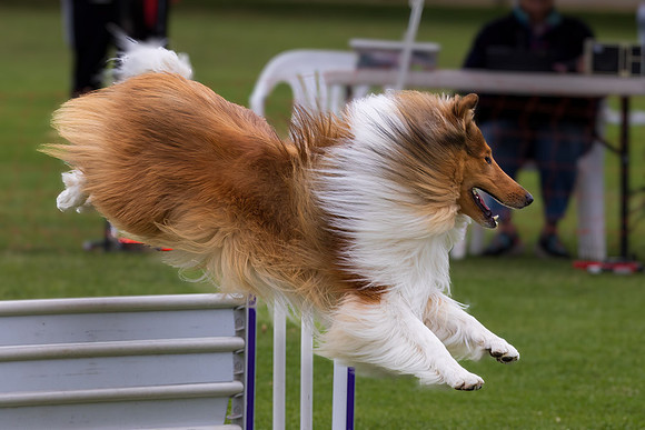 Agility Dog