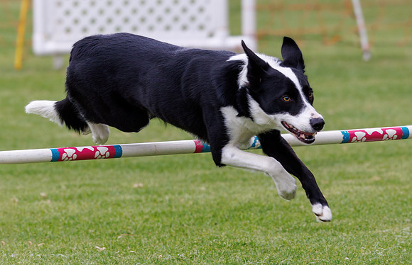 Agility Dog
