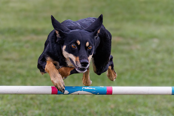 Agility Dog