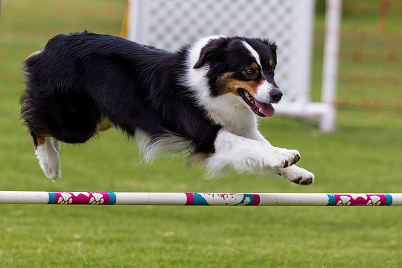 Agility Dog