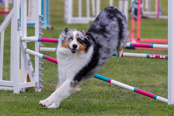 Agility Dog