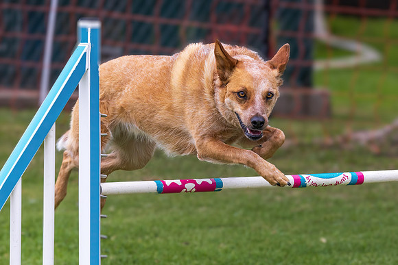 Agility Dog