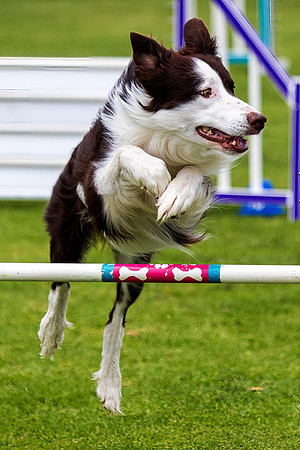 Agility Dog
