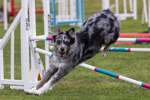 Agility Dog