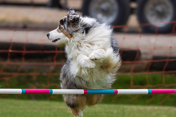 Agility Dog