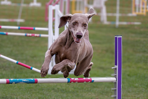 Agility Dog
