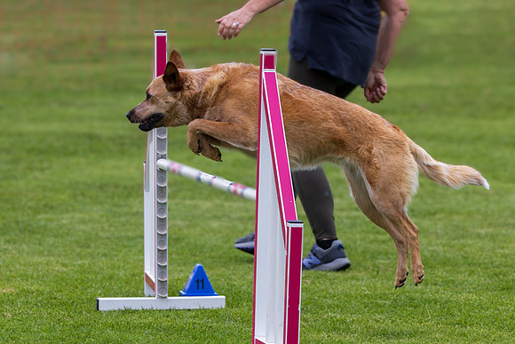 Agility Dog