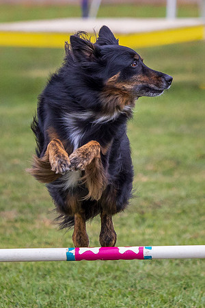 Agility Dog