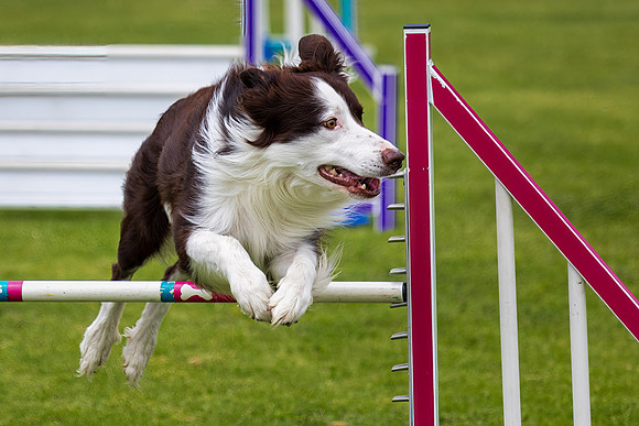 Agility Dog