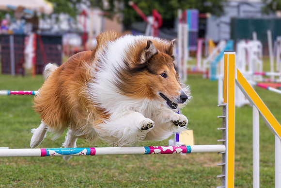 Agility Dog