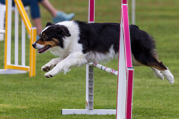 Agility Dog