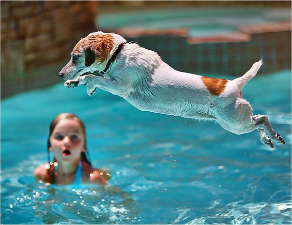 Wonder Dog