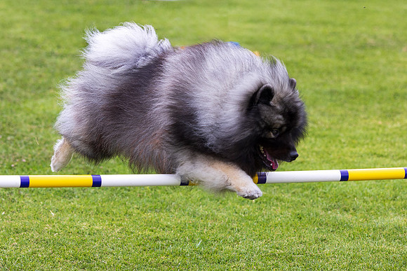 Agility Dog