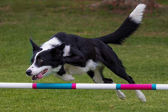Agility Dog