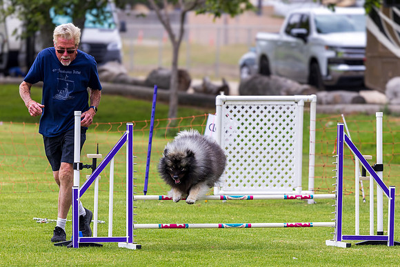 Agility Dog