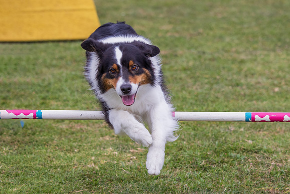 Agility Dog