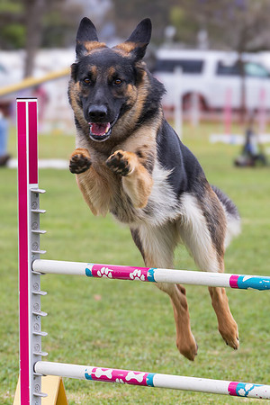 Agility Dog
