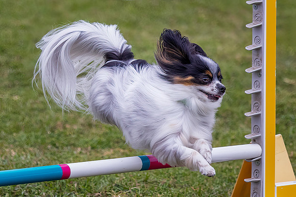 Agility Dog