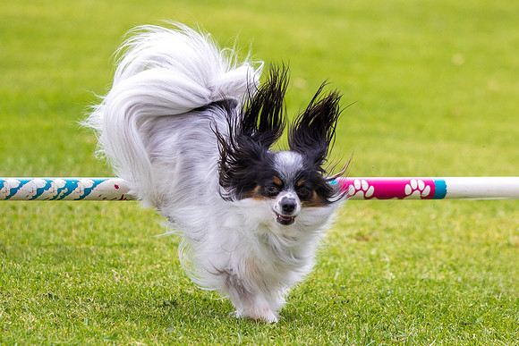 Agility Dog