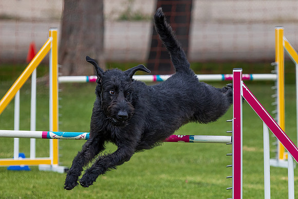 Agility Dog