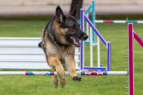 Agility Dog