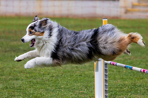 Agility Dog