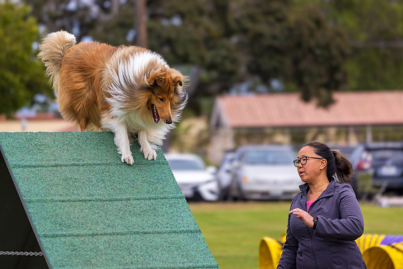 Agility Dog