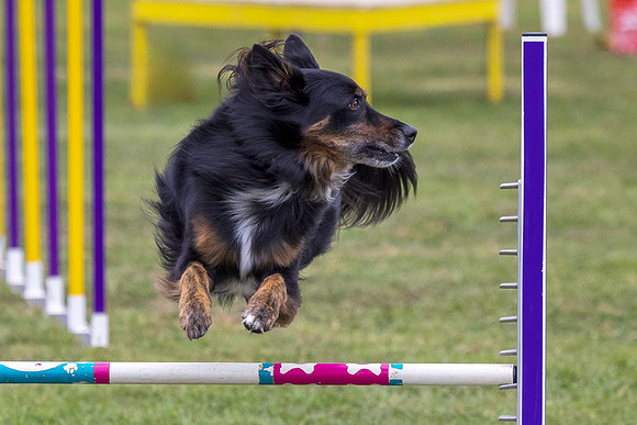 Agility Dog