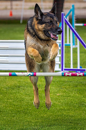 Agility Dog