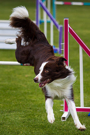 Agility Dog