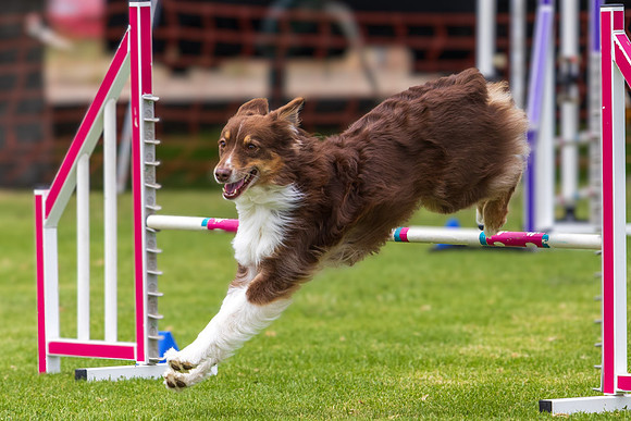 Agility Dog