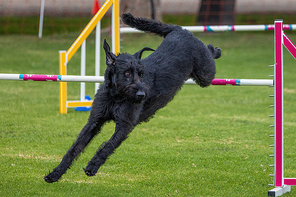 Agility Dog